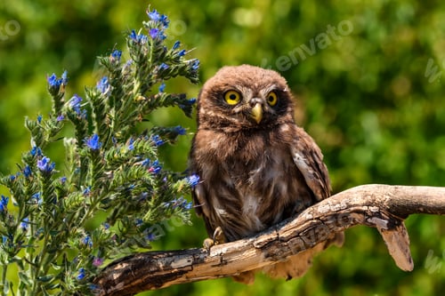 Preview: Little owl or Athene noctua perched on branch