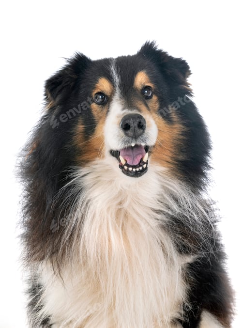 Visualização: Shetland Sheepdog em estúdio