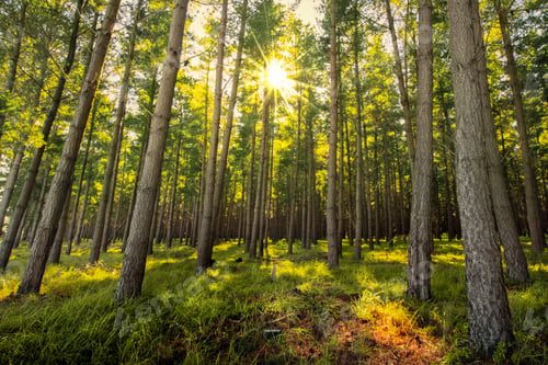 Preview: Fresh Forest Sunrise