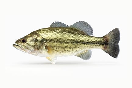 Preview: Detailed Largemouth Bass - Micropterus Salmoides