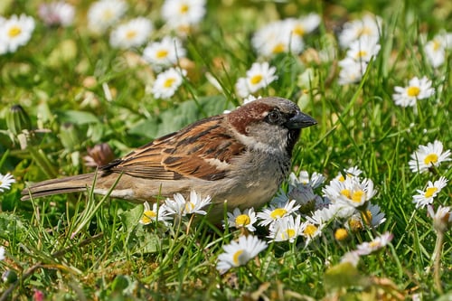 Preview: House sparrow (Passer domesticus)