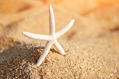 Preview: A white starfish on the sand on a hot sunny day