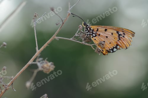 Preview: butterfly