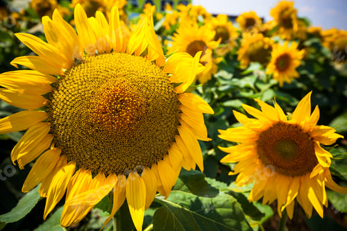 Preview: Sunflowers Field