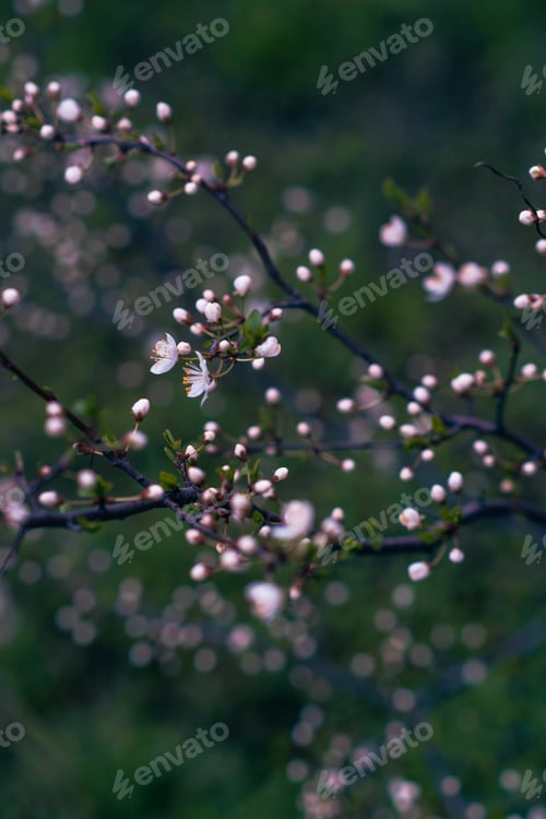 Preview: White, pink small cherry flowers. Bright dark gentle delicate natural spring background. Empty place