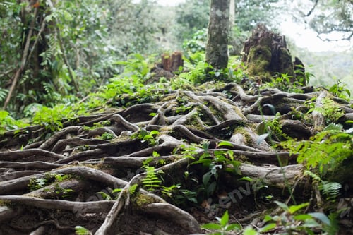 Preview: Lush Green Roots and Moss in a Tropical Forest
