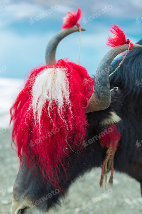 Preview: Yak at the Namtso Lake in Tibet