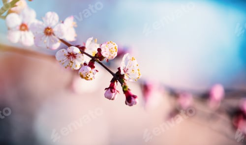 Preview: photo of the cherry branch