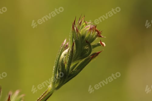 Preview: New growth on weed