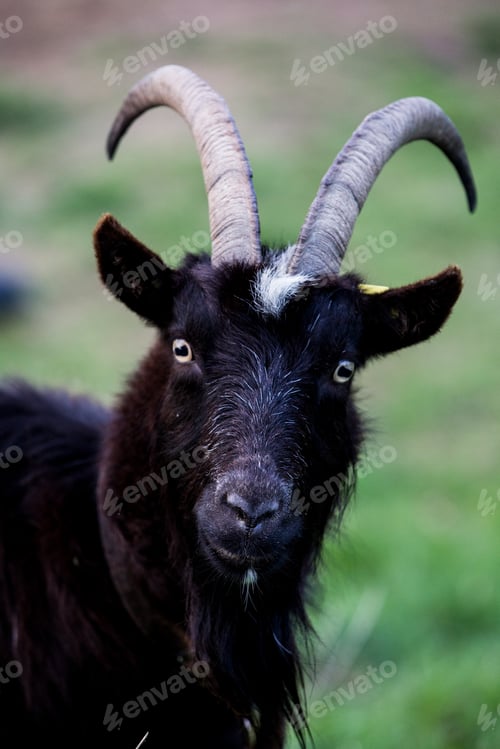 Preview: Close up of black billy goat on a farm.