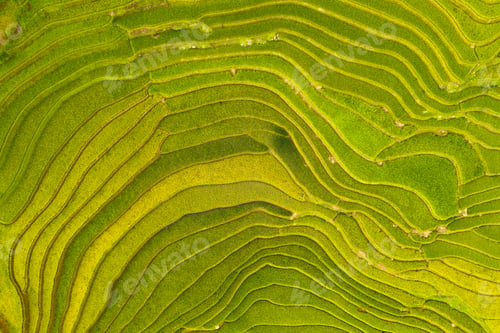 Preview: Paddy rice terraces, green agricultural fields in countryside of mountain hills valley, Vietnam.