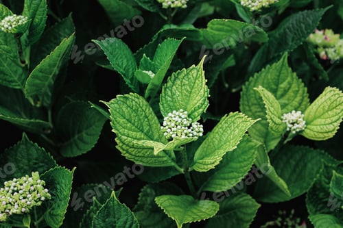 Preview: close up of hydrangea leaves with twilight light. green leaves background