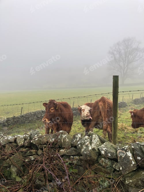 Preview: Cows in fog