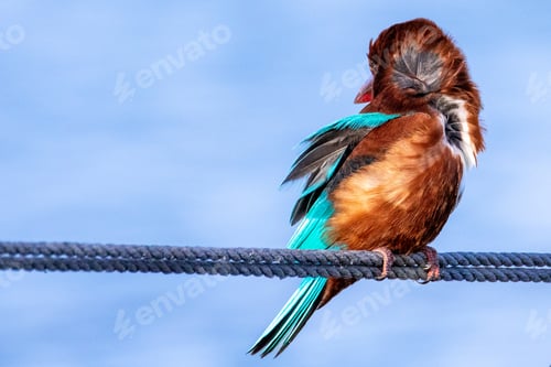 Preview: A kingfisher in a windy day..