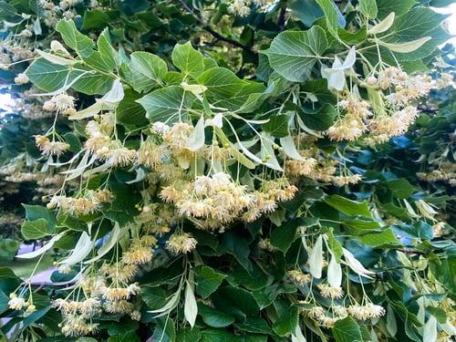 Preview: blooming linden tree close up
