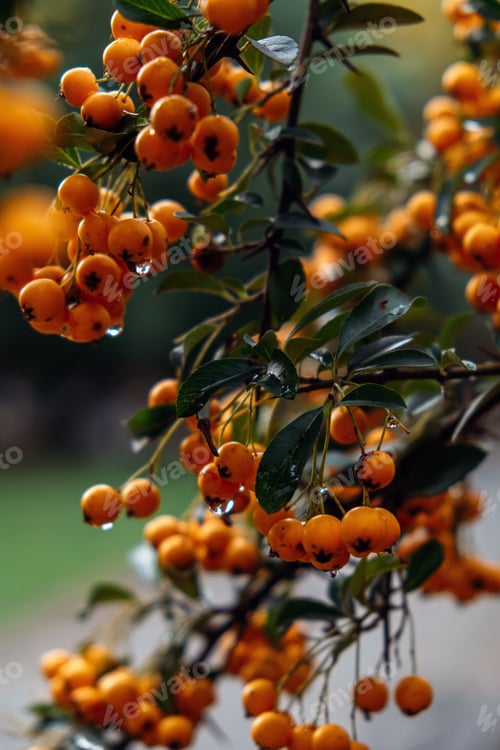 Preview: Close-up of orange Pyracantha berries with water droplets. Firethorn plant
