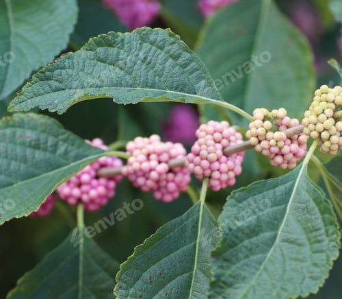 Preview: Callicarpa (Beautyberry) changing the color in autumn