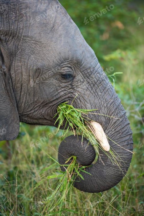 Preview: The side profile of an elephant, Loxodonta africana, trunk coiled while eating grass