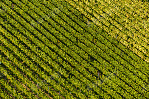 Preview: Hills Of vines on Vineyard In South Styria Region in Austria