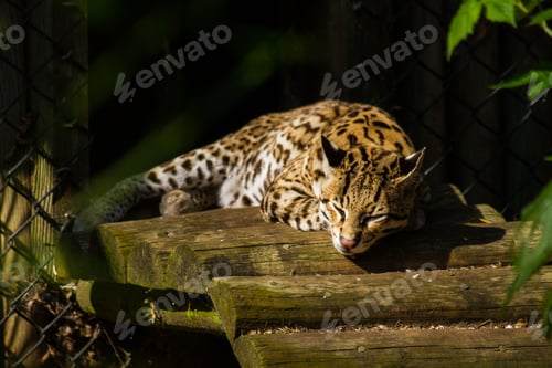 Preview: Leopard taking a nap on the ledge of the enclosure
