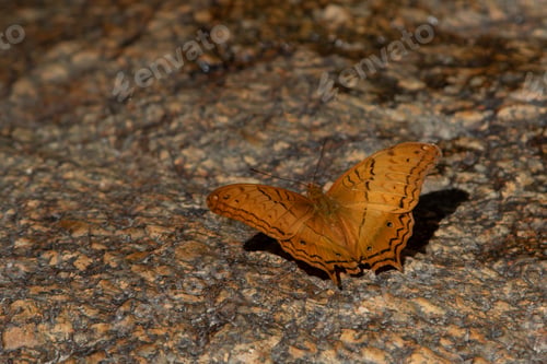 Preview: Close-Up of Cruiser Butterfly Sitting on Stone in Natural Environment