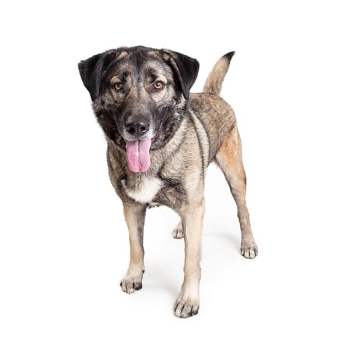 Preview: Friendly Mastiff Crossbreed Dog Standing on White