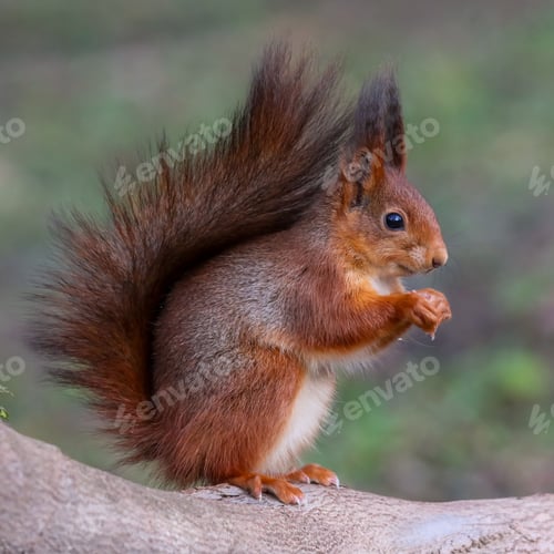 Preview: Close-up of a Red squirrel with a fluffy, red tail standing on a tree branch