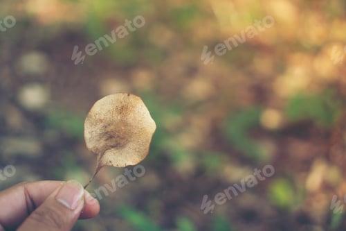 Preview: natural green background with selective focus