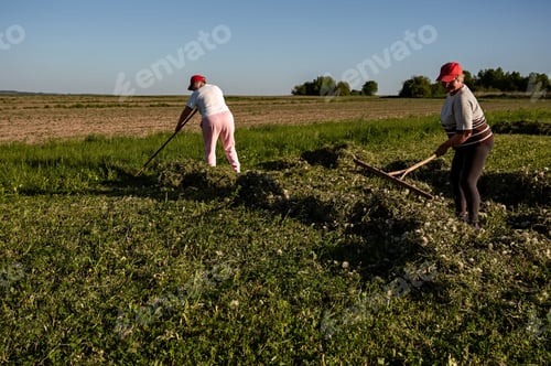 Preview: Two women farmers working in the field with pitchforks and rakes