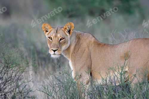 Preview: Alert lioness in natural habitat