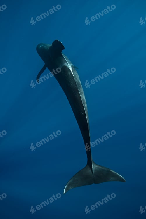 Preview: Overhead underwater view of short finned pilot whale, Magadalena bay, Baja California, Mexico