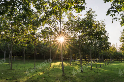 Preview: Sunstars shining through rubber tree plantation