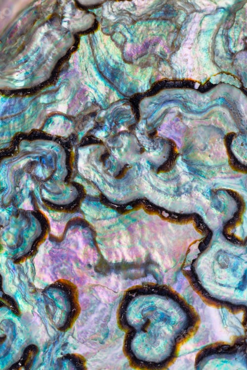 Preview: Shiny nacre of Paua or Abalone shell background