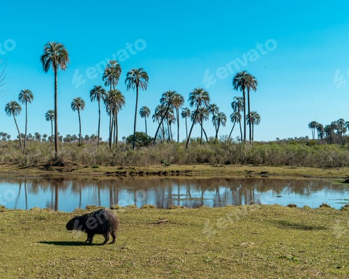 Preview: Capybara at the edge of the river among the palm trees. El Palmar National Park.