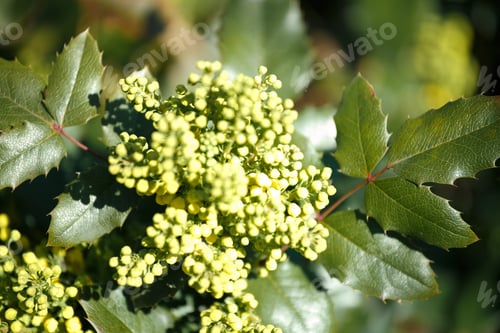 Preview: Flowering evergreen bush of holly mahonia close-up.