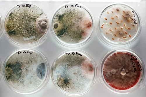 Preview: Trichoderma and Sclerotinia in the laboratory in the special rounded containers