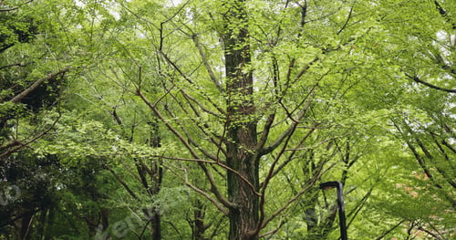 Preview: Trees, green and nature of forest, empty and peace in environment, eco friendly and growth of branc