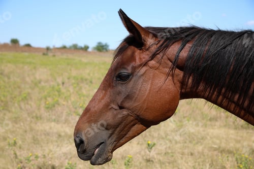 Preview: Chestnut horse outdoors on sunny day, closeup. Beautiful pet