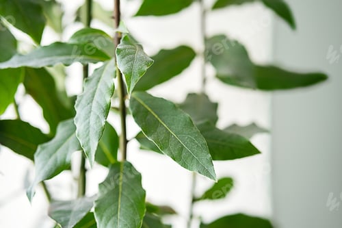 Preview: Homegrown Bay Leaves Laurel Plant.