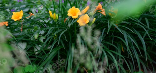 Preview: Blooming yellow lilies with green stems and leaves in the garden,