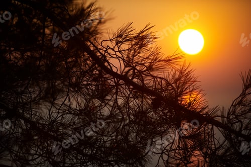 Preview: pine on the coast of the sea at sunset