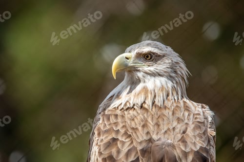 Preview: White-tailed eagle, side portrait..