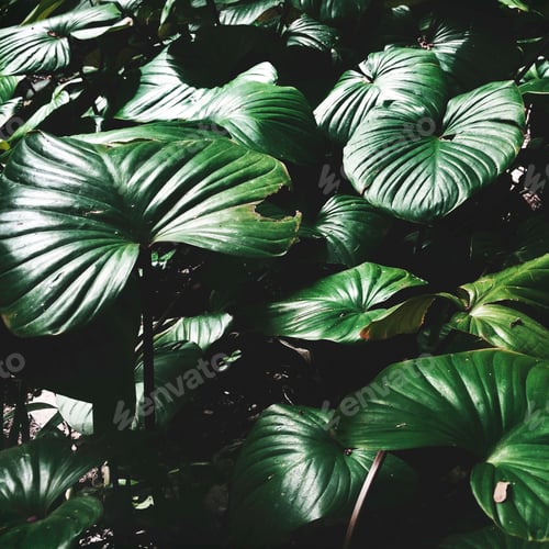 Preview: Beautiful greenery