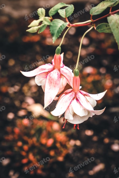 Preview: White fuchsia hybrida flower bush in spring summer nature garden