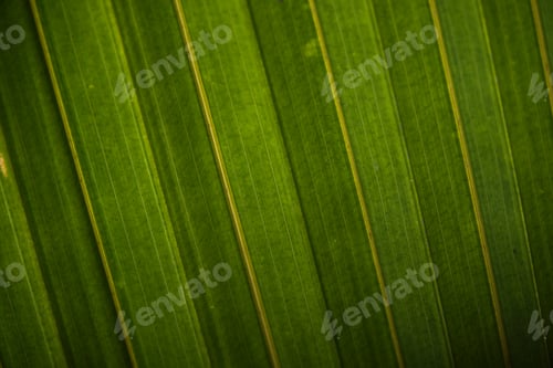 Preview: Green_Elegance_Edit_000003