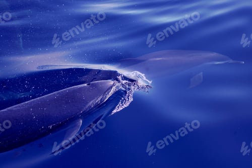 Preview: Dolphins at sea