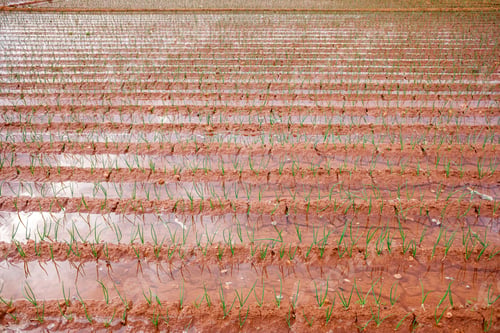 Preview: Flood irrigation of a vegetable plantation wasting water.