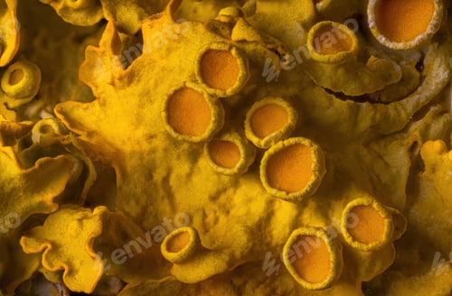 Preview: Yellow maritime sunburst lichen - Xanthoria parietina - background