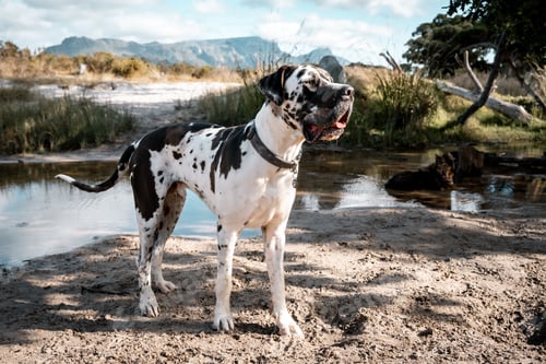 Preview: Great Dane on sandy riverbank