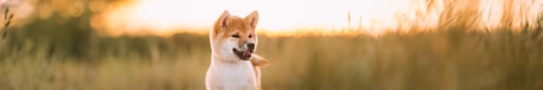 Preview: Portrait Panorama, Panoramic View Shot Scene Copy Space Young Red Shiba Inu Puppy Dog Outdoor During